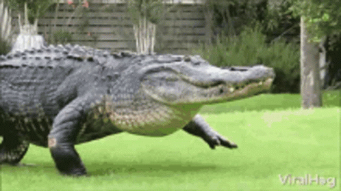 A Large Alligator Is Walking Through A Grassy Field . GIF