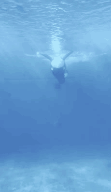 a large black and white whale is swimming in the water