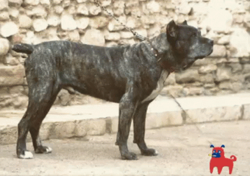 A Large Black Dog On A Chain Standing In Front Of A Rock Wall GIF