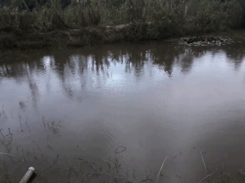 A Large Body Of Water Surrounded By Trees And Grass GIF
