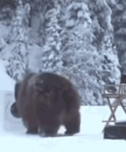 A Large Brown Bear Is Standing In The Snow In Front Of A Chair . GIF