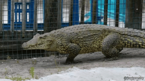 A Large Crocodile Is In A Fenced In Area And The Photo Was Taken By Jay Thomasky GIF