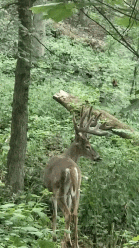 A Large Deer Standing In The Woods With A Tree Branch On Its Back GIF