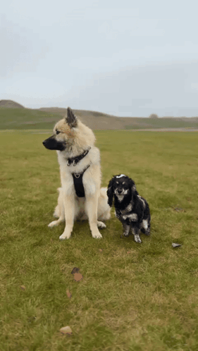 A Large Dog And A Smaller Dog Are Standing In A Grassy Field GIF