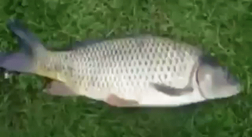 A Large Fish Is Laying On Top Of A Lush Green Field Of Grass . GIF