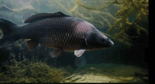 A Large Fish Is Swimming In A Body Of Water Surrounded By Algae . GIF