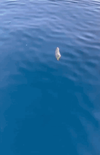 A Large Fish Is Swimming In The Ocean And Looking Up At The Camera GIF