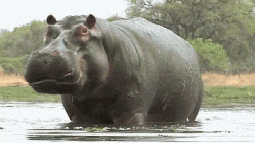 A Large Hippopotamus Is Standing In The Water With Its Mouth Open GIF