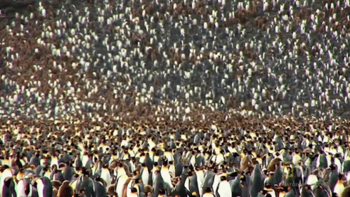 A Large Number Of Penguins Are Gathered In A Field GIF