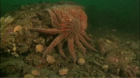 A Large Octopus Is Sitting On A Rock In The Ocean GIF