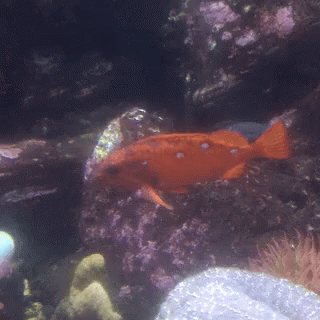 A Large Orange Fish Is Swimming In The Water GIF