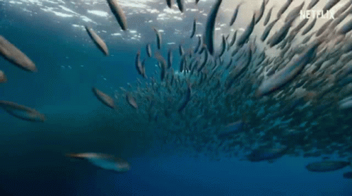 A Large School Of Fish Swimming In The Ocean . GIF