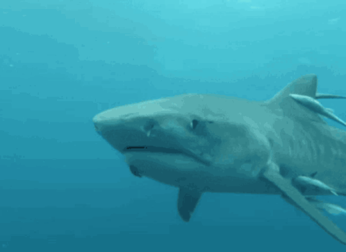 A Large Shark Is Swimming In The Ocean GIF