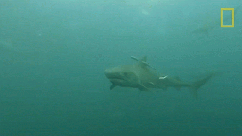 A Large Shark Is Swimming In The Ocean With A National Geographic Logo In The Background GIF
