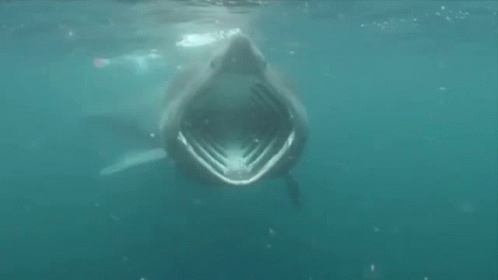 A Large Shark With Its Mouth Open Is Swimming In The Ocean . GIF