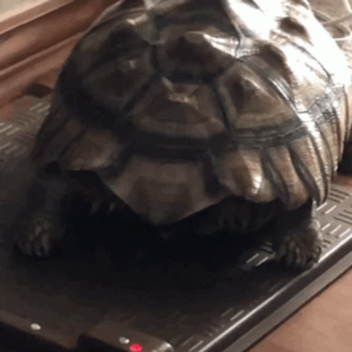 A Large Turtle Is Laying On A Tray With Its Shell On GIF