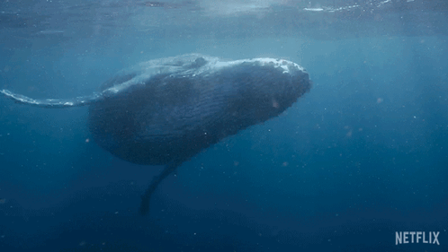 a large whale is swimming in the ocean with a netflix logo in the corner