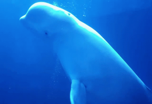 A Large White Whale Is Swimming In A Blue Ocean GIF