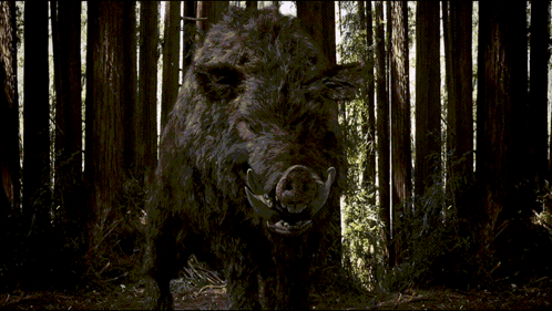 A Large Wild Boar Stands In The Middle Of A Dark Forest GIF