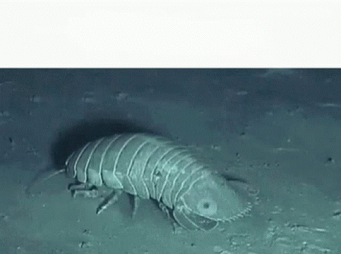 A Large Worm Is Crawling On The Ground In The Water . GIF