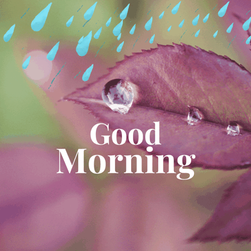 A Leaf With Water Drops On It And The Words Good Morning GIF
