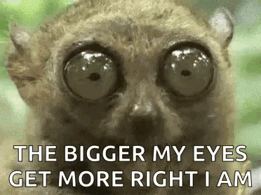 a lemur with big eyes is looking at the camera and says `` the bigger my eyes get more right i am '' .