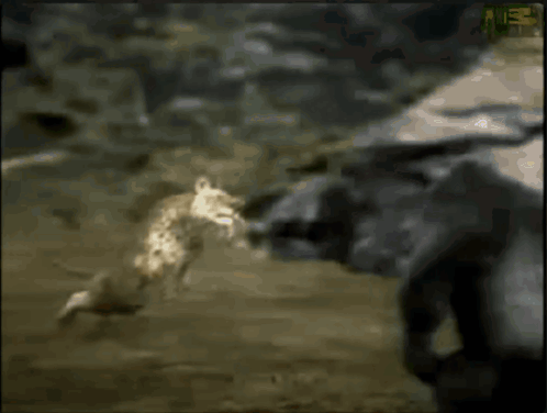A Leopard Is Laying On The Ground With A Green Sticker That Says ' A ' On It GIF