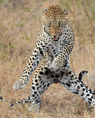 A Leopard Is Standing On Its Hind Legs In The Tall Grass GIF