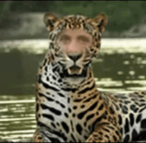 A Leopard With A Man 'S Face On Its Head GIF