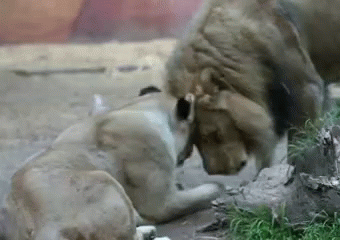 A Lion And A Cub Are Playing With Each Other In The Grass . GIF