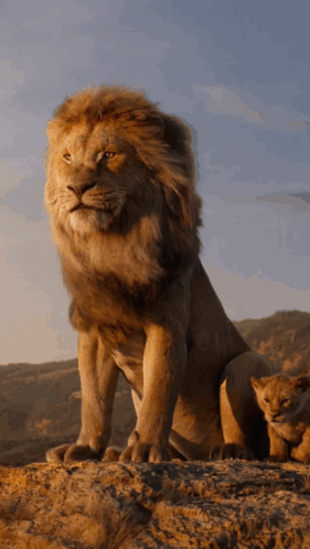 A Lion And A Cub Sitting On Top Of A Rock GIF