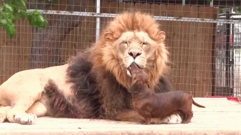 A Lion And A Dachshund Laying Next To Each Other In A Cage GIF