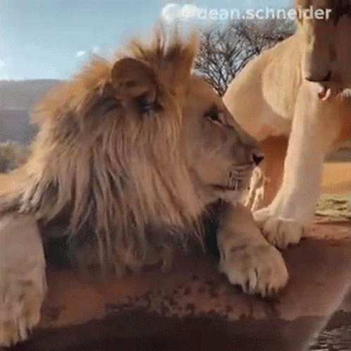 A Lion And A Lioness Are Looking At Each Other While Laying On A Rock . GIF