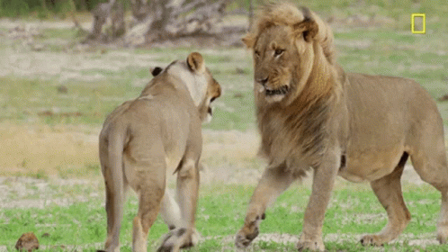 A Lion And A Lioness Are Standing Next To Each Other In The Grass And Fighting . GIF
