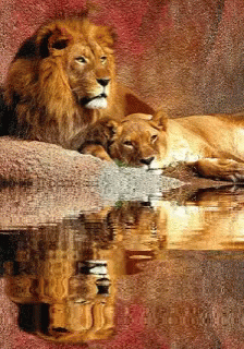 A Lion And A Lioness Laying On A Rock Near A Body Of Water GIF