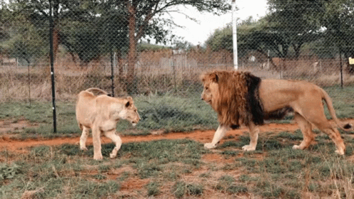 A Lion And A Lioness Standing Next To Each Other In A Fenced In Area GIF