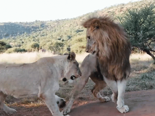 A Lion And A Lioness Standing Next To Each Other In A Field GIF