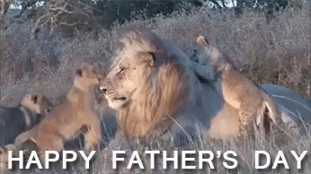 A Lion And Two Cubs Are Laying In The Grass With The Words Happy Father 'S Day GIF
