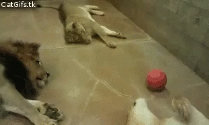 a lion cub is playing with a red ball while two other cubs watch