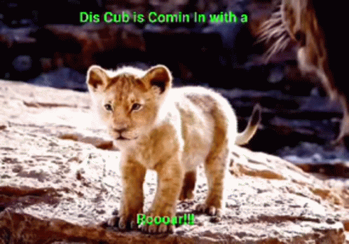 A Lion Cub Is Standing On A Rock With The Caption Dis Cub Is Comin In With A Roooar !! GIF