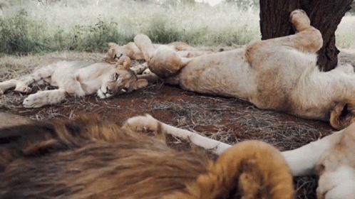 A Lion Cub Laying On Its Back Next To A Lion GIF