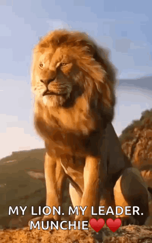 A Lion Is Sitting On Top Of A Hill And Says My Lion My Leader Munchie . GIF