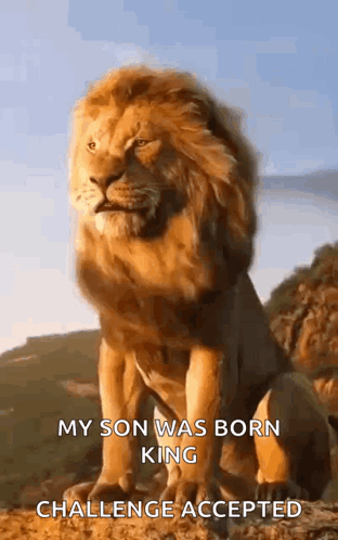 A Lion Is Sitting On Top Of A Hill With The Words My Son Was Born King Challenge Accepted GIF