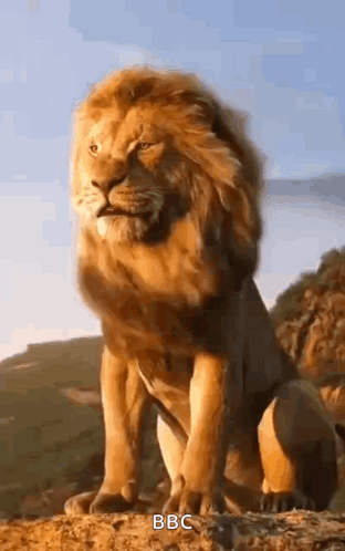 A Lion Is Sitting On Top Of A Rock . GIF