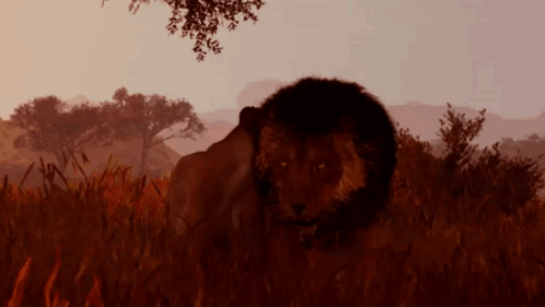 A Lion Is Standing In A Field Of Tall Grass GIF