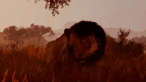 A Lion Is Standing In A Field Of Tall Grass GIF