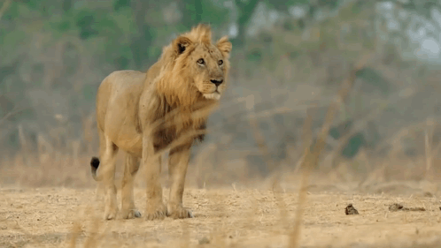 A Lion Is Standing In The Middle Of A Dry Grassy Field . GIF