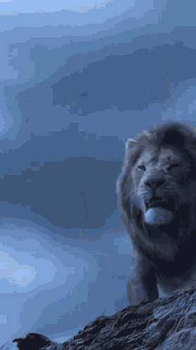 A Lion Is Standing On A Rock With A Blue Background GIF
