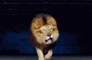 A Lion Is Standing With Its Mouth Open And Yawning GIF