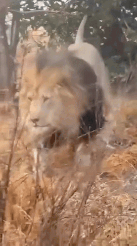 A Lion Is Walking Through A Field Of Dry Grass With Trees In The Background . GIF